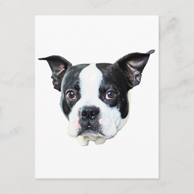 Carte Postale Boston Terrier (Devant)