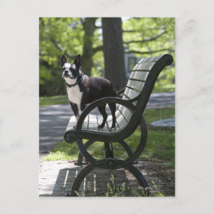 Carte Postale Boston Terrier