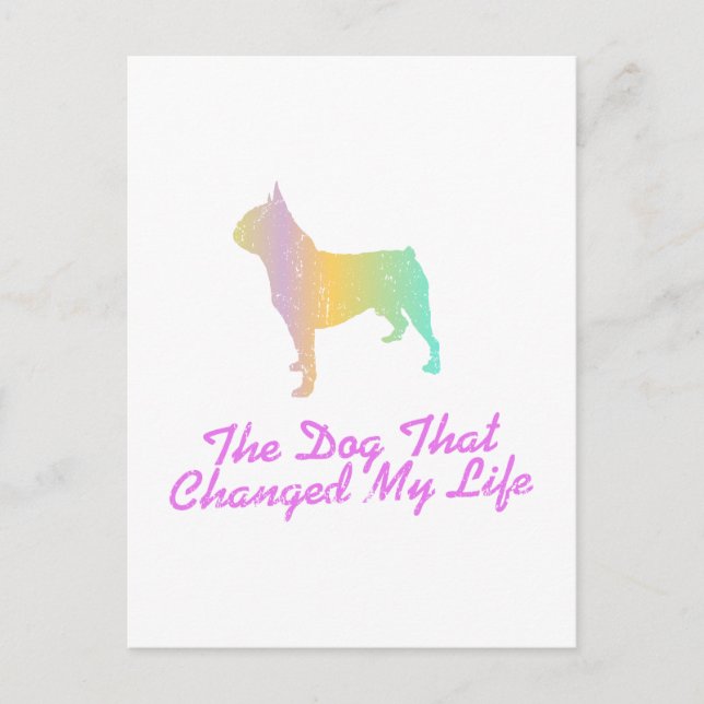 Carte Postale Boston Terrier (Devant)