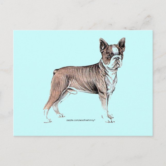 Carte Postale Boston Terrier (Devant)