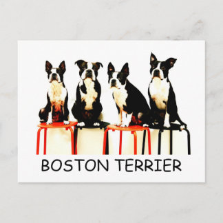CARTE POSTALE BOSTON TERRIER