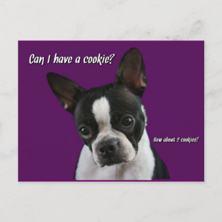 Carte Postale Boston Terrier : Cookie s'il vous plaît ?