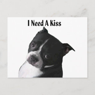 Carte Postale Boston Terrier : J'ai besoin d'un baiser