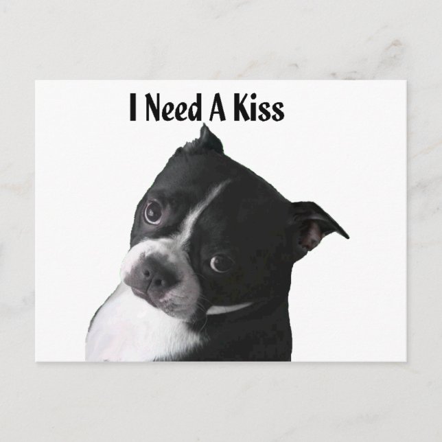 Carte Postale Boston Terrier :  J'ai besoin d'un baiser (Devant)