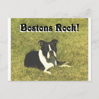 Carte Postale Boston Terrier : les Bostons roulent