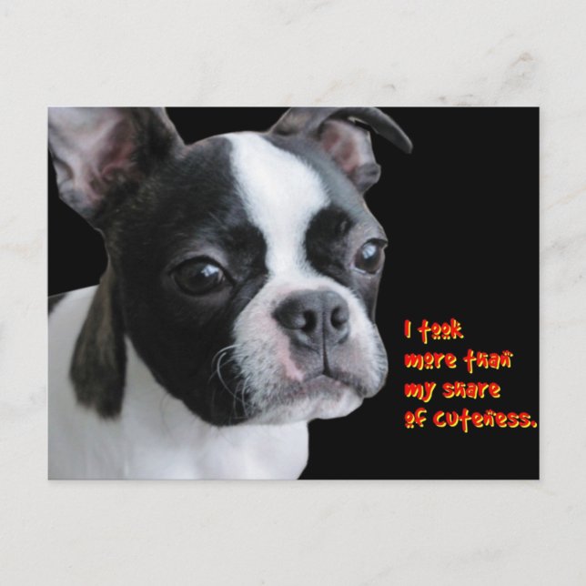Carte Postale Boston Terrier : Plus que ma part de gentillesse (Devant)