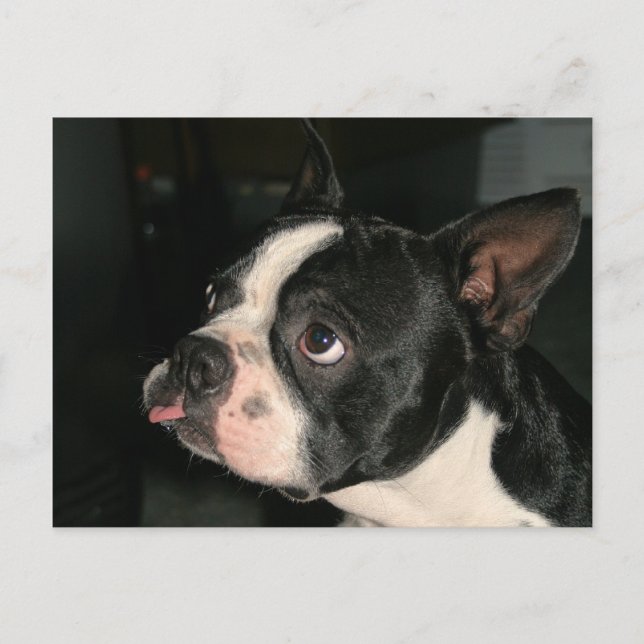 Carte Postale Boston Terrier Post Card Phhhhtt! (Devant)