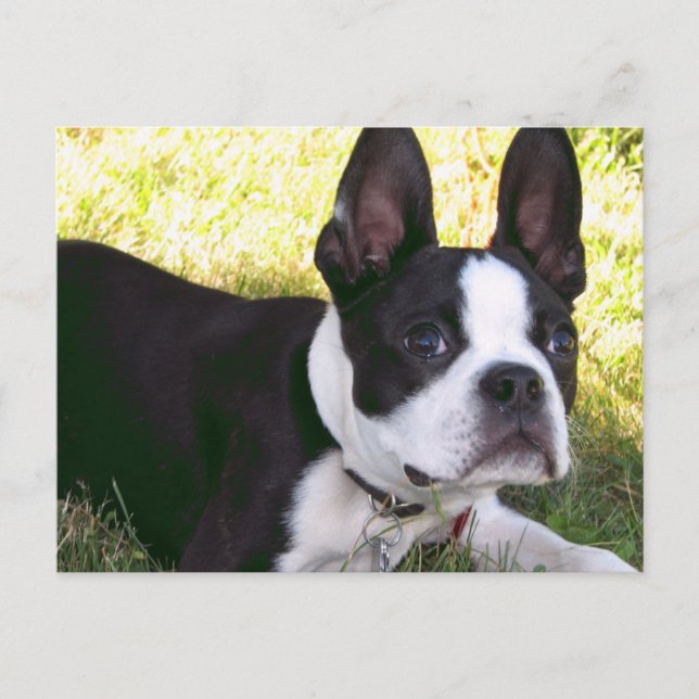 Carte postale Boston Terrier Pup (Devant)