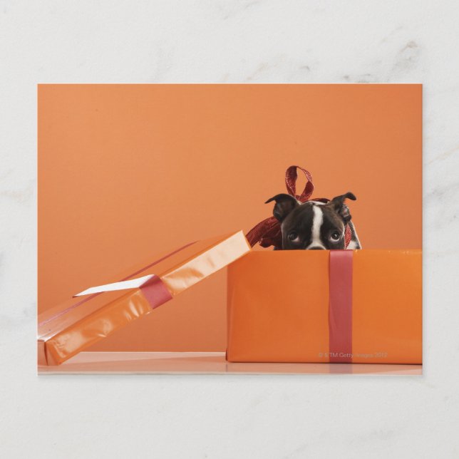 Carte Postale Boston terrier puppy in venin box (Devant)