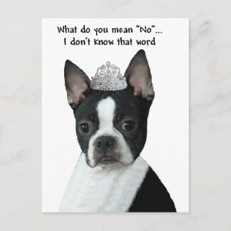 Carte Postale Boston Terrier : Qu'Est-Ce Que Tu Veux Dire "Non"