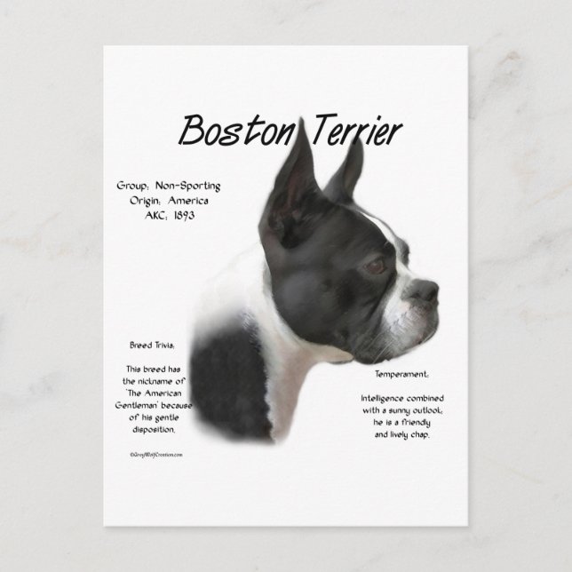 Carte Postale Boston Terrier rencontre la race (Devant)
