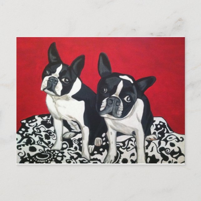 Carte Postale Boston Terriers (Devant)