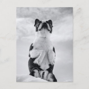 Carte Postale Boston Terrior prie