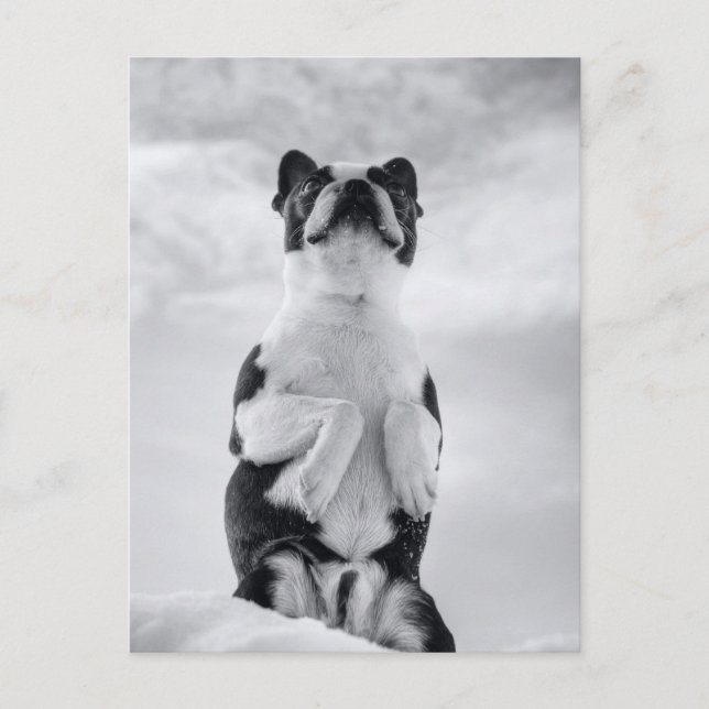 Carte Postale Boston Terrior prie (Devant)