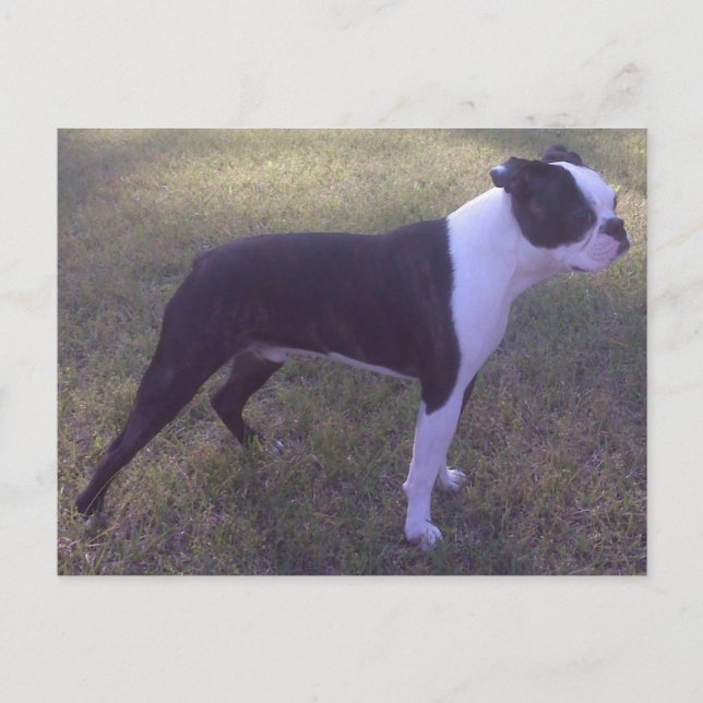 Carte Postale BostonTerrier Postcard (Devant)