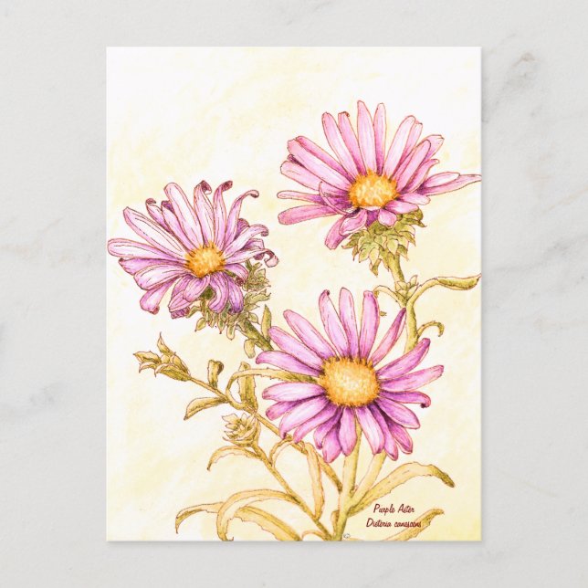 Carte Postale Botanical wildflower watercolor, blank inside (Devant)