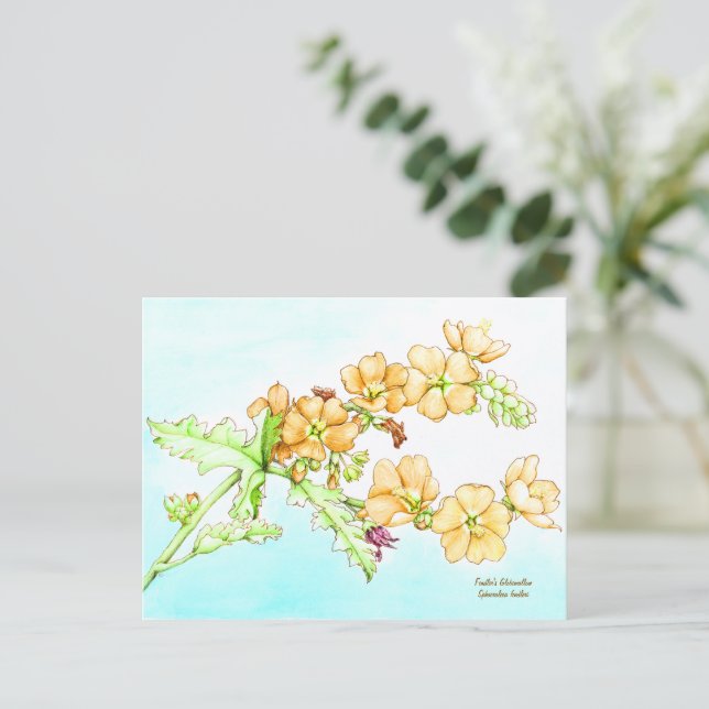 Carte Postale Botanical wildflower watercolor, globemallow (Debout devant)