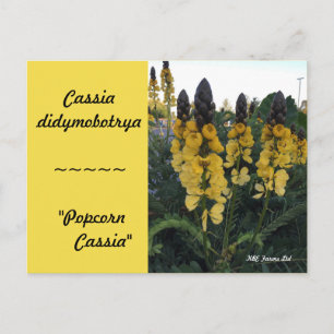Carte Postale Botanique Cassia didymobotrya "Popcorn Cassia"