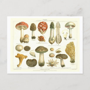 Carte postale botanique de champignons vintages