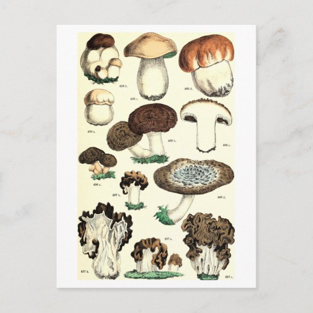 Carte postale botanique de champignons vintages (Devant)