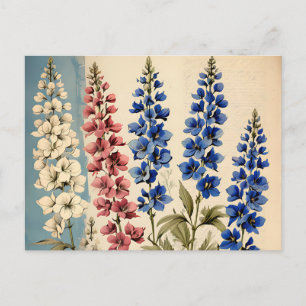 Carte Postale Botanique de Delphinium rustique