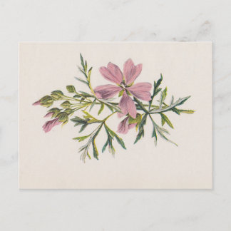 Carte postale botanique de moisissure rose (Hulme)