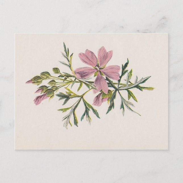 Carte postale botanique de moisissure rose (Hulme) (Devant)