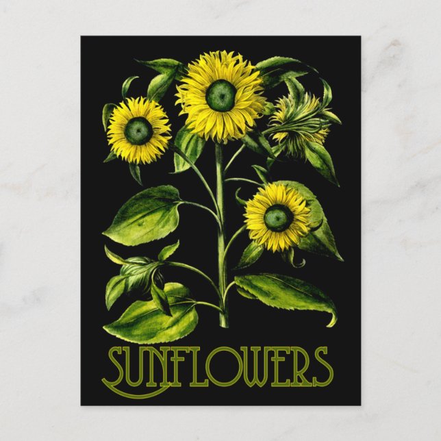 Carte postale botanique Dusky Sunflower 2 (Devant)