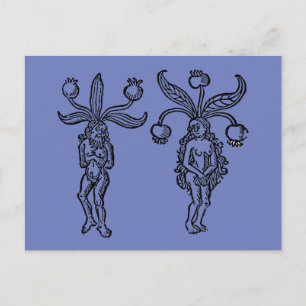 Carte Postale Botanique : Mandrake, 1476