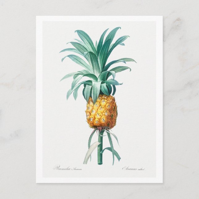 CARTE POSTALE BOTANIQUE REDOUTÉ "ANANAS" (Devant)