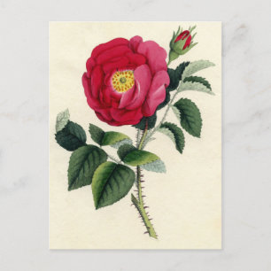 Carte Postale Botanique - Rose français (Rosa Gallica)