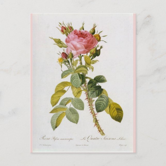 Carte Postale Botanique rose Imprimer Rosa Bifera par Redoute (Devant)