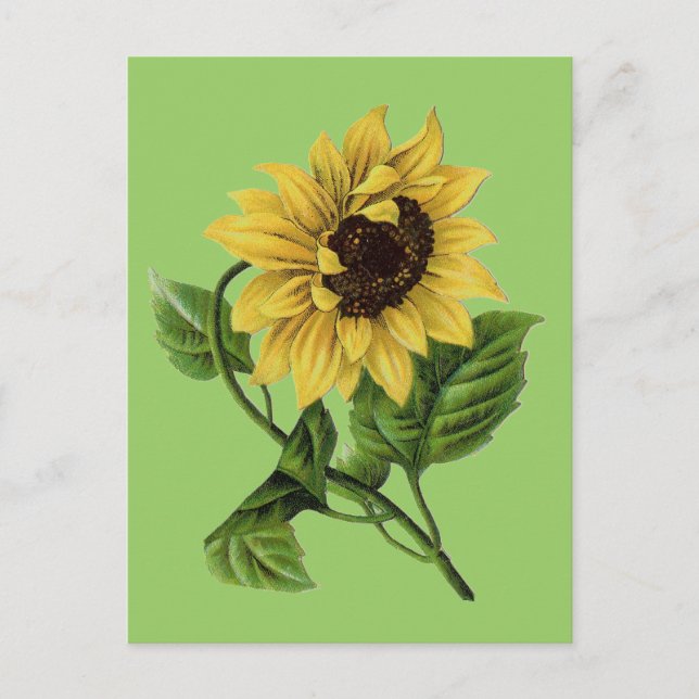 Carte Postale Botanique vintage Dandy Sunflower (Devant)