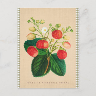 Carte Postale Botanique vintage - Fraisier Perpetual Ananas