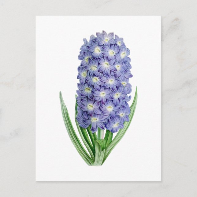 Carte postale botanique Vintage Hyacinth (Devant)
