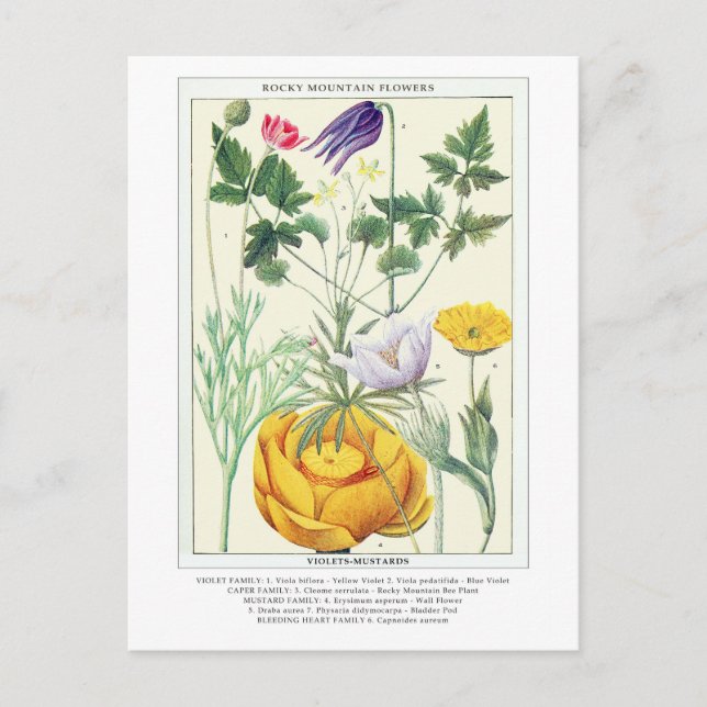 Carte Postale Botanique Vintage Rocky Mountain Fleurs sauvages (Devant)