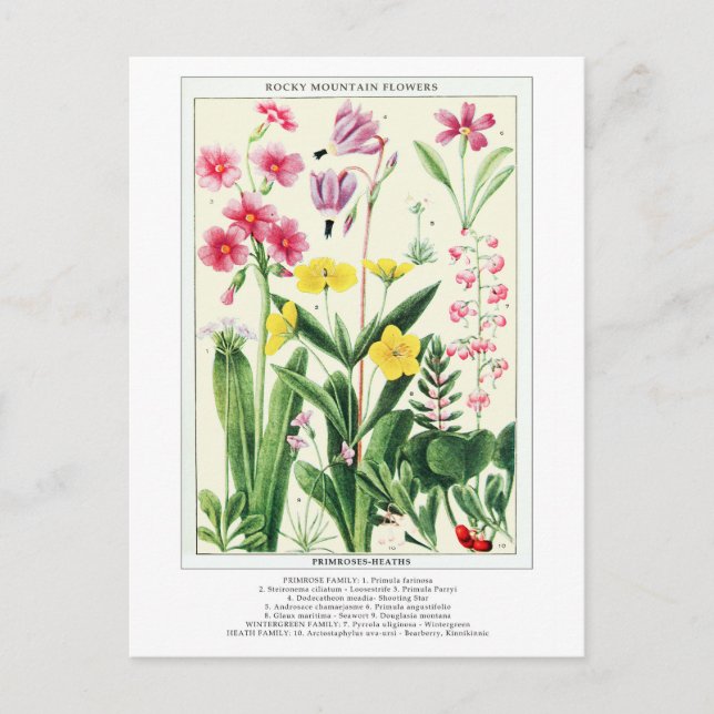 Carte Postale Botanique Vintage Rocky Mountain Fleurs sauvages (Devant)