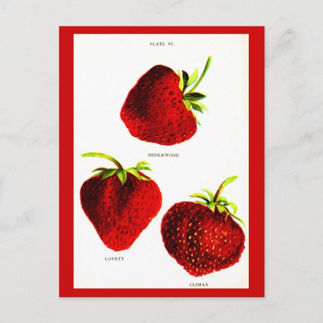 Carte postale - Botaniques-Fraises (Devant)