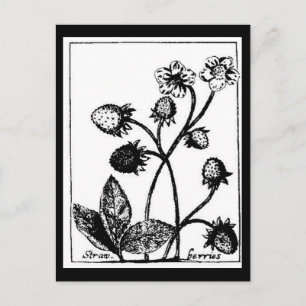 Carte postale - Botaniques-Fraises 3