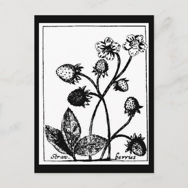 Carte postale - Botaniques-Fraises 3 (Devant)
