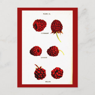 Carte postale - Botaniques-Framboises