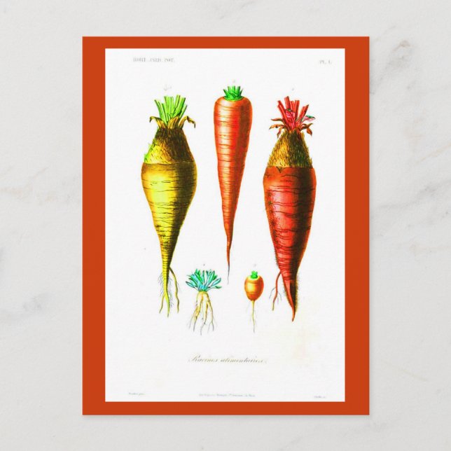 Carte postale - Botaniques - Légumes-racines (Devant)