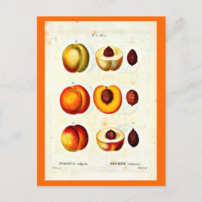 Carte postale-Botaniques-Pierre Joseph Redoute 17 (Devant)