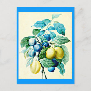 Carte postale-Botaniques-Pierre Joseph Redoute 21