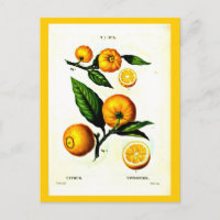 Carte postale-Botaniques-Pierre Joseph Redoute 23