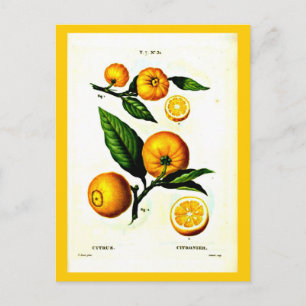 Carte postale-Botaniques-Pierre Joseph Redoute 23