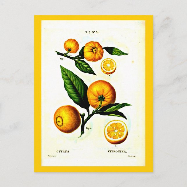 Carte postale-Botaniques-Pierre Joseph Redoute 23 (Devant)