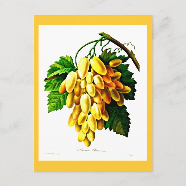 Carte postale - Botaniques-Pierre Joseph Redoute 3 (Devant)