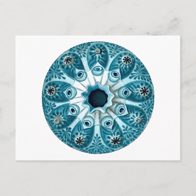 Carte Postale Botryllus Polycyclus Ernst Haeckel Fine Art (Devant)