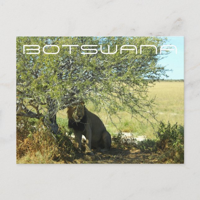 Carte Postale Botswana Centre Kalahari Lion Savannah Voyage (Devant)